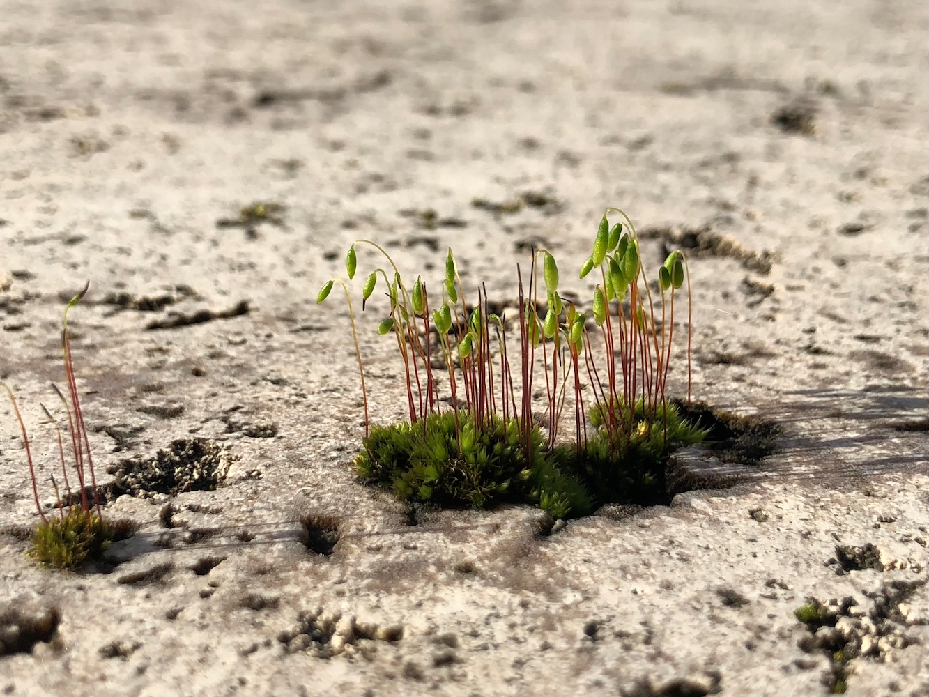Moos wächst durch Pflasterfugen — SC34 Landschaftsarchitektur