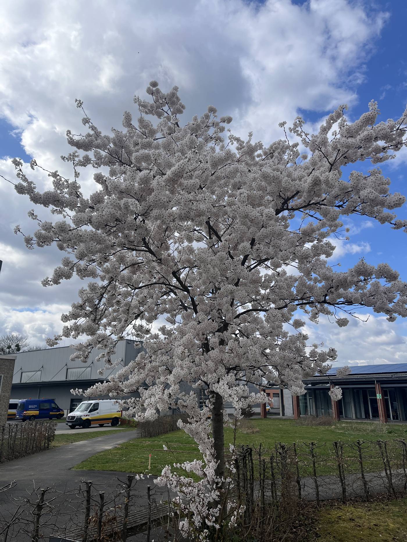 Städtische Werke Kassel — blühender Kirschbaum im Frühling