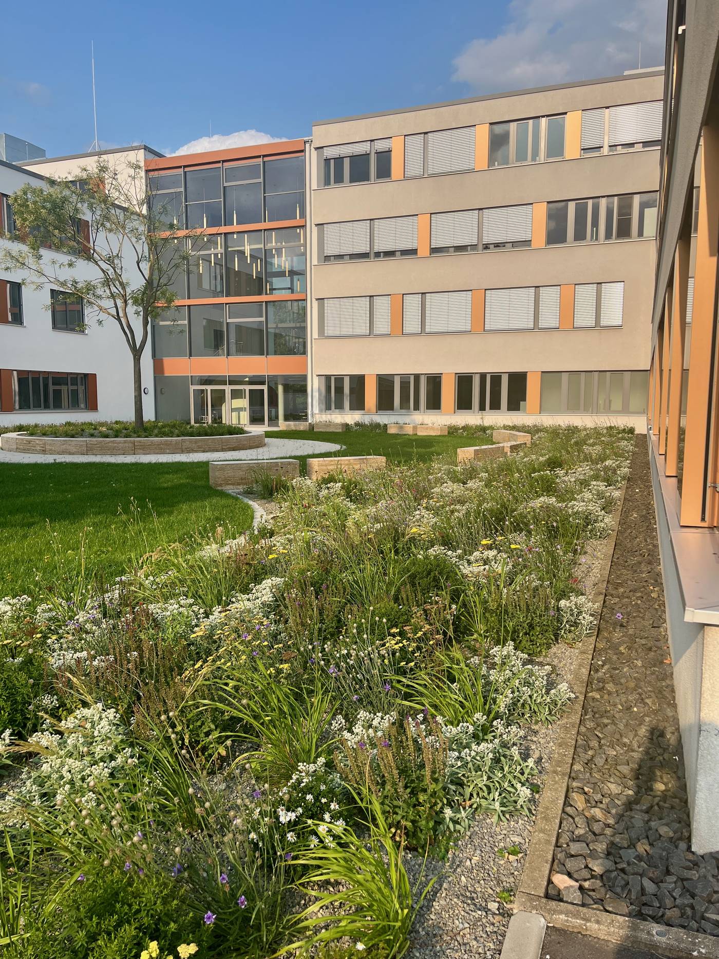Städtische Werke Kassel — Staudenbeet mit Wildblumen